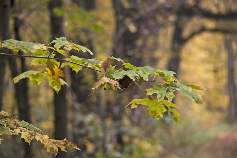 Herbst 1