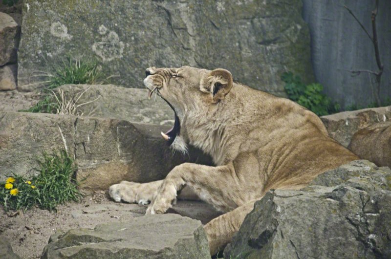 Löwe