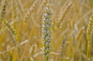 Herbst 3