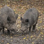 Wildschwein1