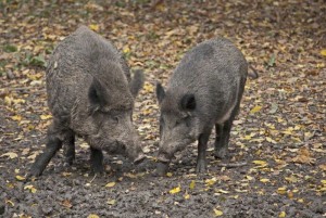 Wildschwein1