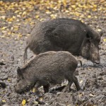 Wildschwein