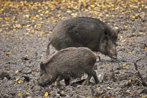 Wildschwein