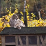 luchs1