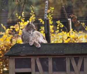 luchs1