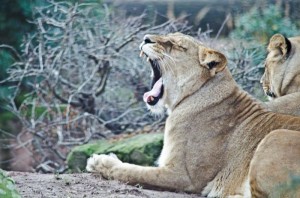 Zoo Hannover (12)