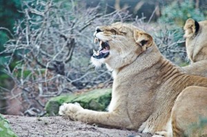 Zoo Hannover (13)