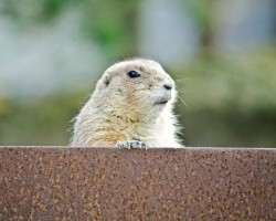 Zoo Hannover (15)