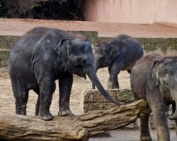 Zoo Hannover (21)