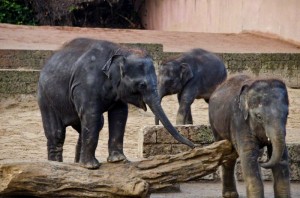 Zoo Hannover (21)
