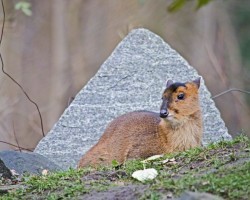 Zoo Hannover (24)