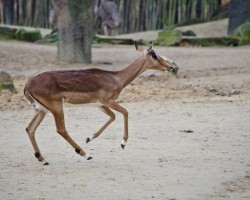 Zoo Hannover (3)