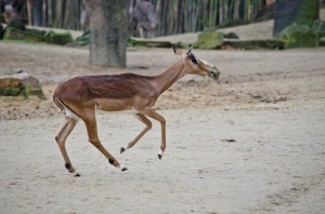 Zoo Hannover (3)