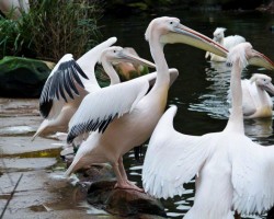 Zoo Hannover (4)