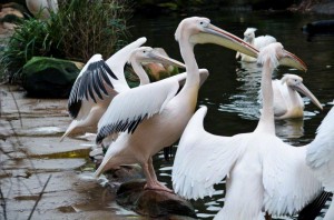Zoo Hannover (4)