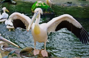 Zoo Hannover (5)