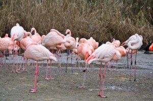 Zoo Hannover (6)