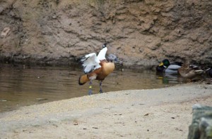 Zoo Hannover (7)