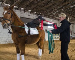 Reiten als Therapie 5