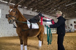 Reiten als Therapie 5