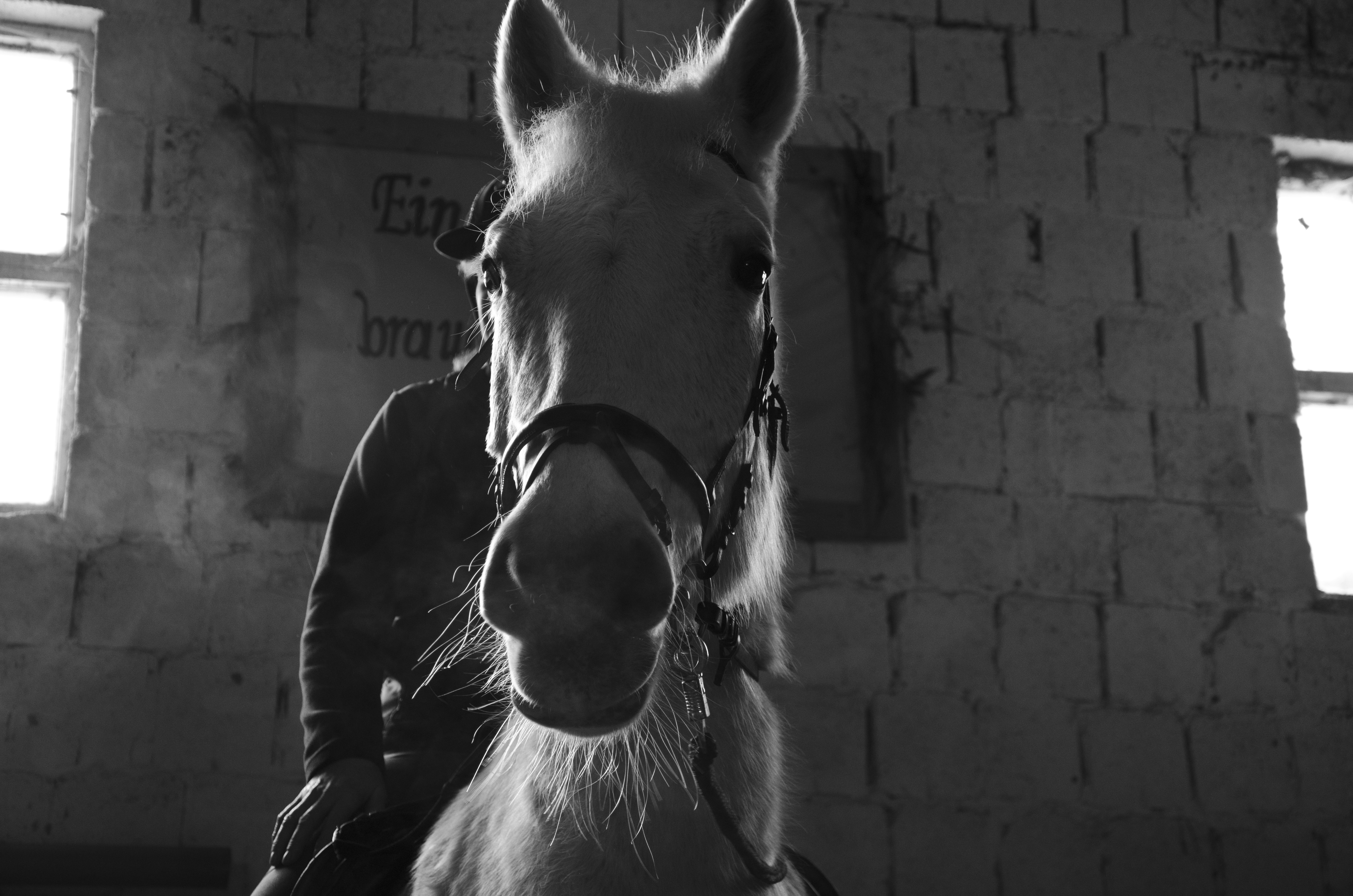 Reiten als Therapie