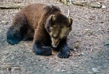 Der Alternative Bärenpark in Worbis