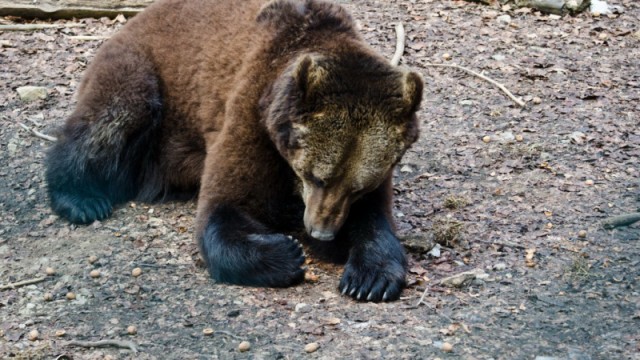 Der Alternative Bärenpark in Worbis