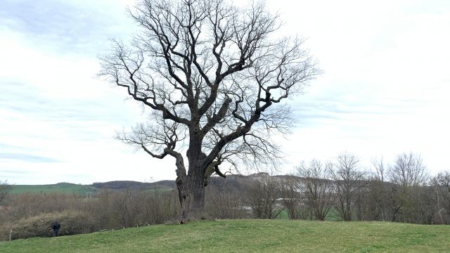 Flehmüllers Eiche